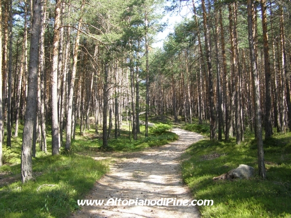 Strada Tressilla-Bellavista [fotopercorsi/strada_tressillabellavista6.jpg]