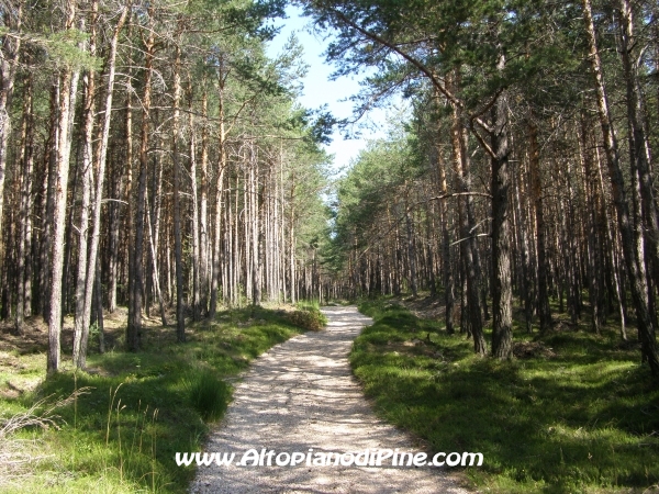 Strada Tressilla-Bellavista [fotopercorsi/strada_tressillabellavista7.jpg]