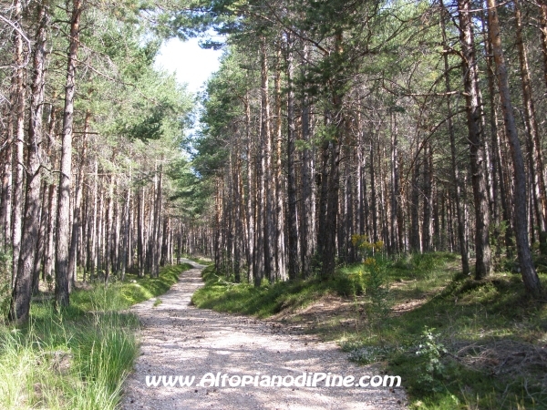 Strada Tressilla-Bellavista [fotopercorsi/strada_tressillabellavista8.jpg]